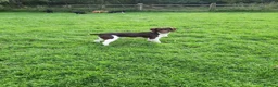 English Springer Spaniel dogs for stud: Salrowbra Gundogs at Stud in Ossett - Advert 7