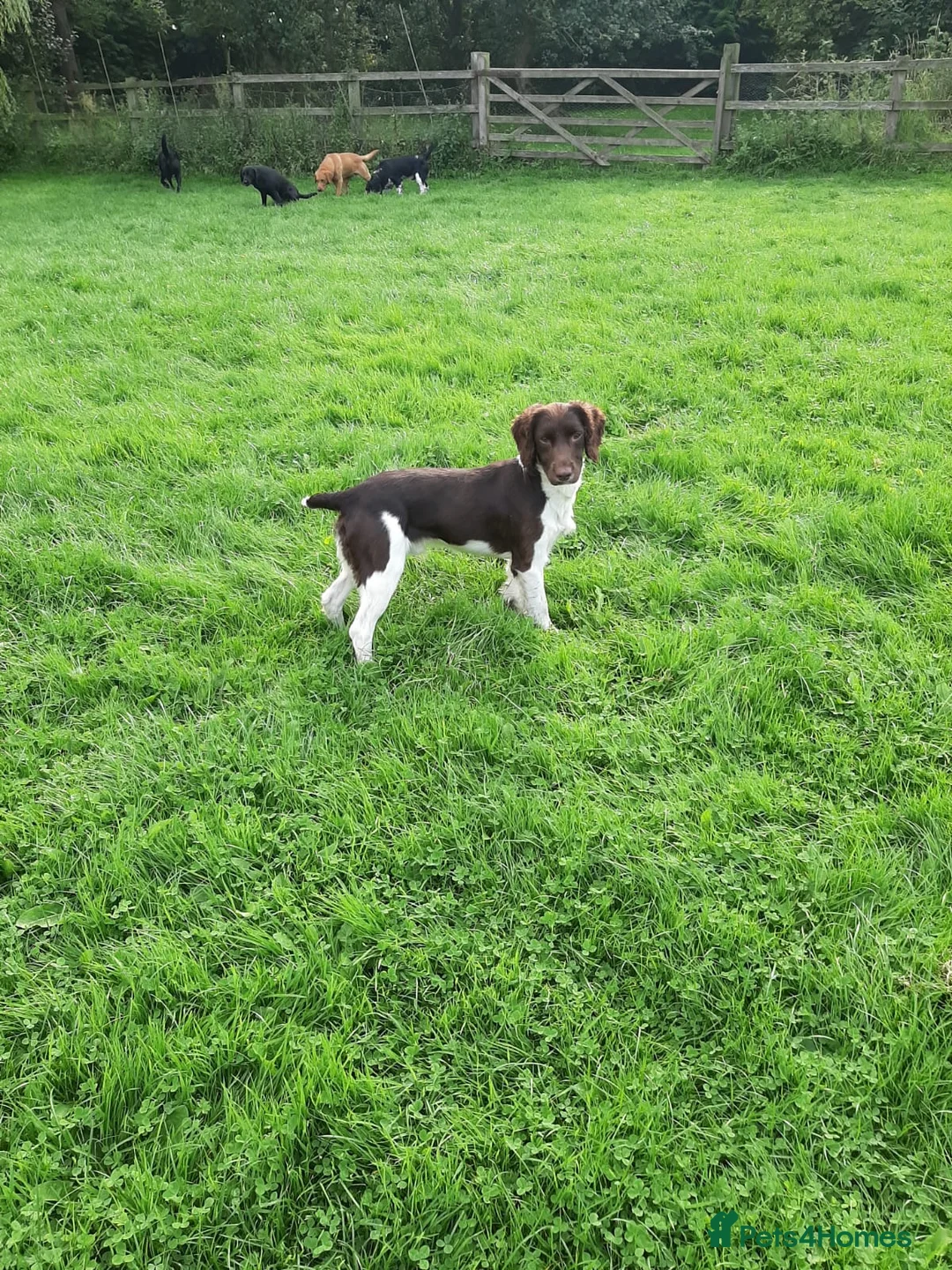 English Springer Spaniel dogs for stud: Salrowbra Gundogs at Stud in Ossett - Advert 7