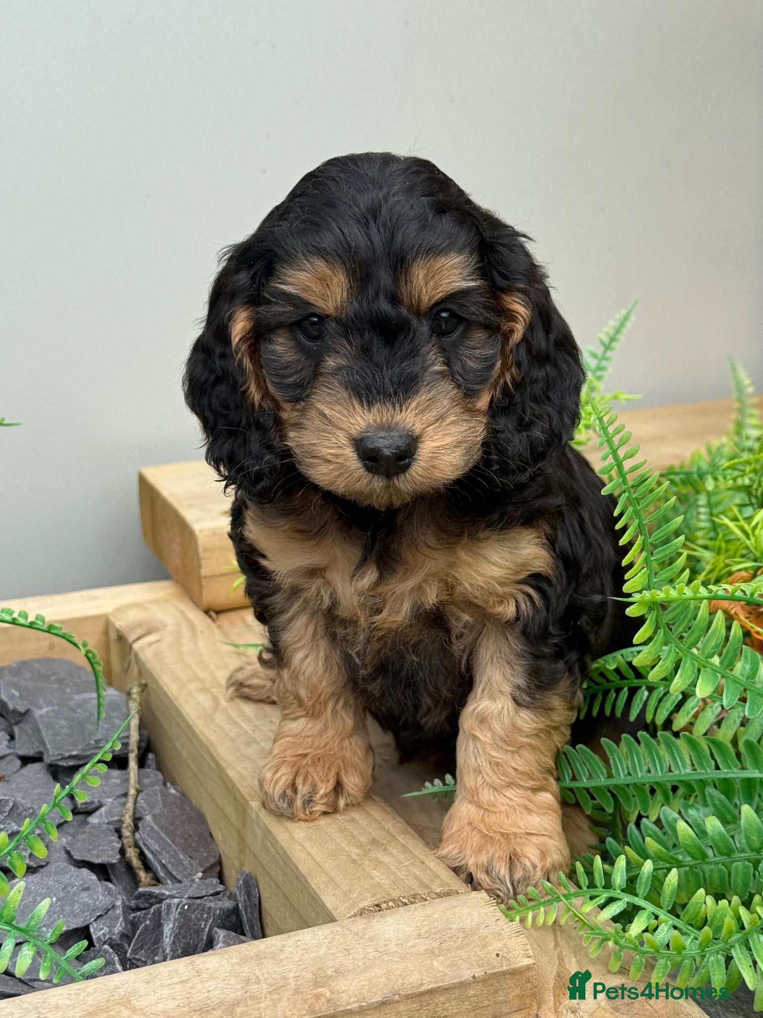 Cockapoo dogs Stunning  F1 Cockapoo black sable  - Advert 1