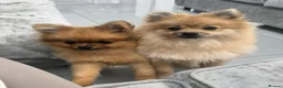 Pomeranian dogs for sale: Mr and miss  - Advert 3