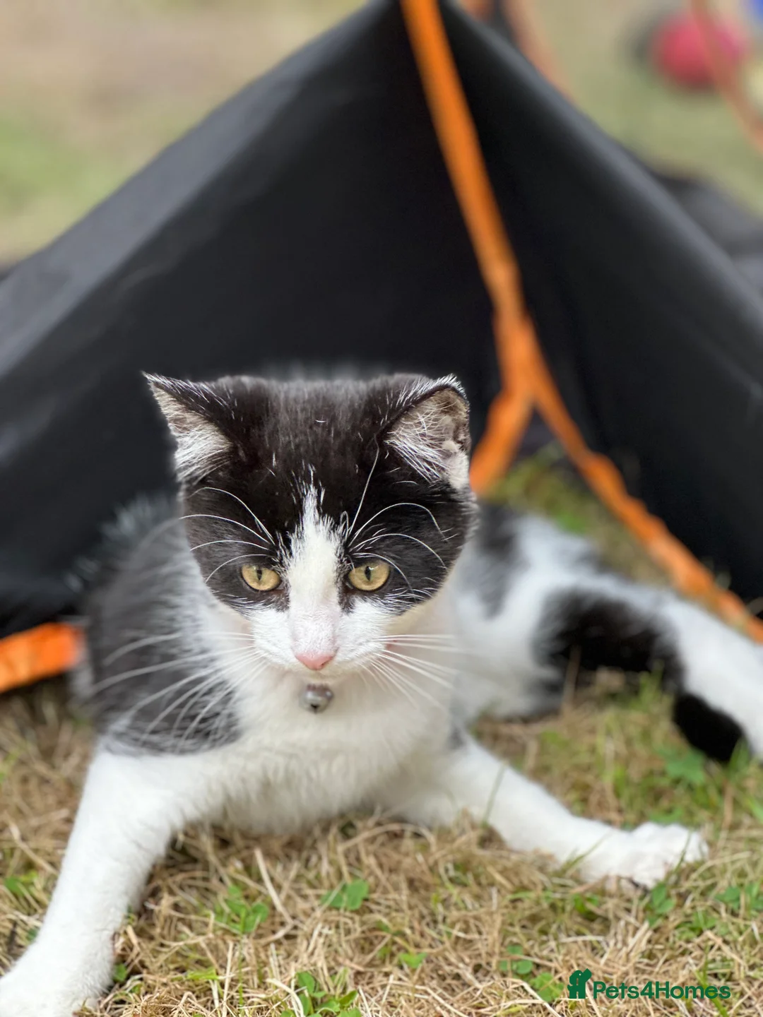 Domestic Shorthair cats for sale: Male kitten - Advert 2