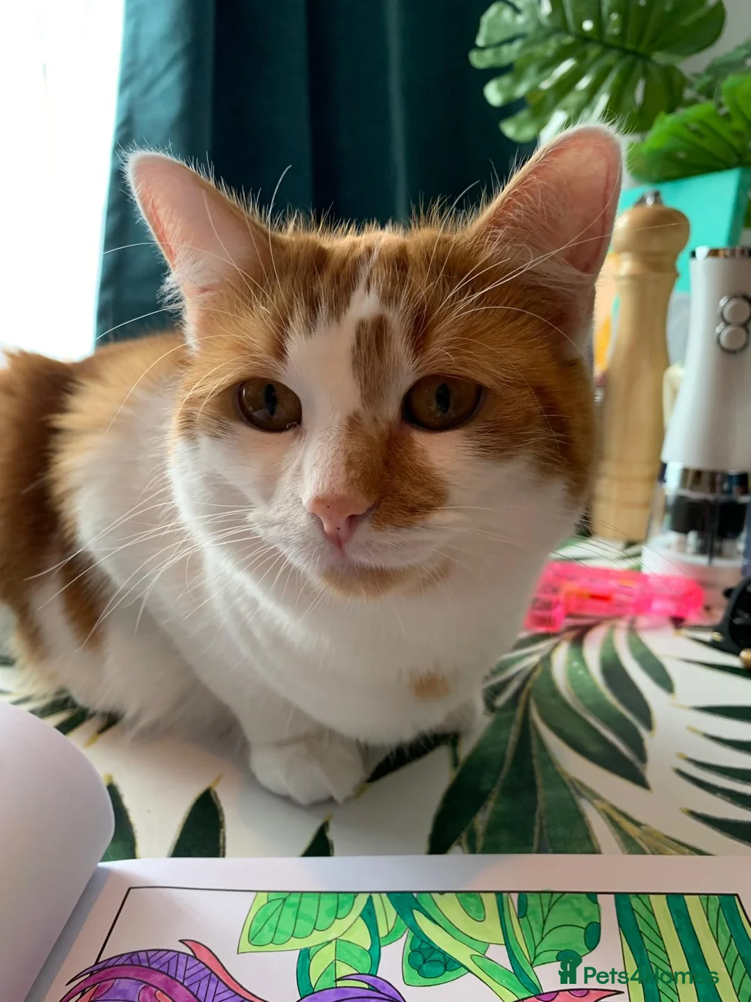 British Shorthair cats for sale: Mia & Leo - Brother and Sister  in Hemel Hempstead - Advert 6