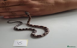 Corn Snake reptiles for sale: 6 week old baby corn snakes - Image 11