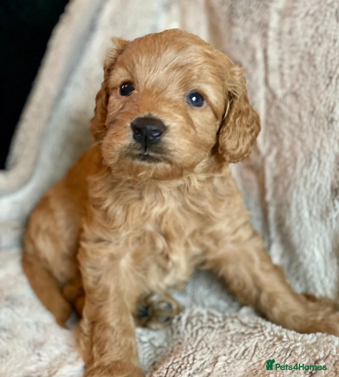 Poodle dogs for stud: Merle black & silver poodle for stud only .  in Lincoln - Advert 33