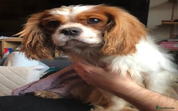 Cavalier King Charles Spaniel dogs for stud: Fully health tested proven Kc reg, multi gen clear in Wrexham - Image 3