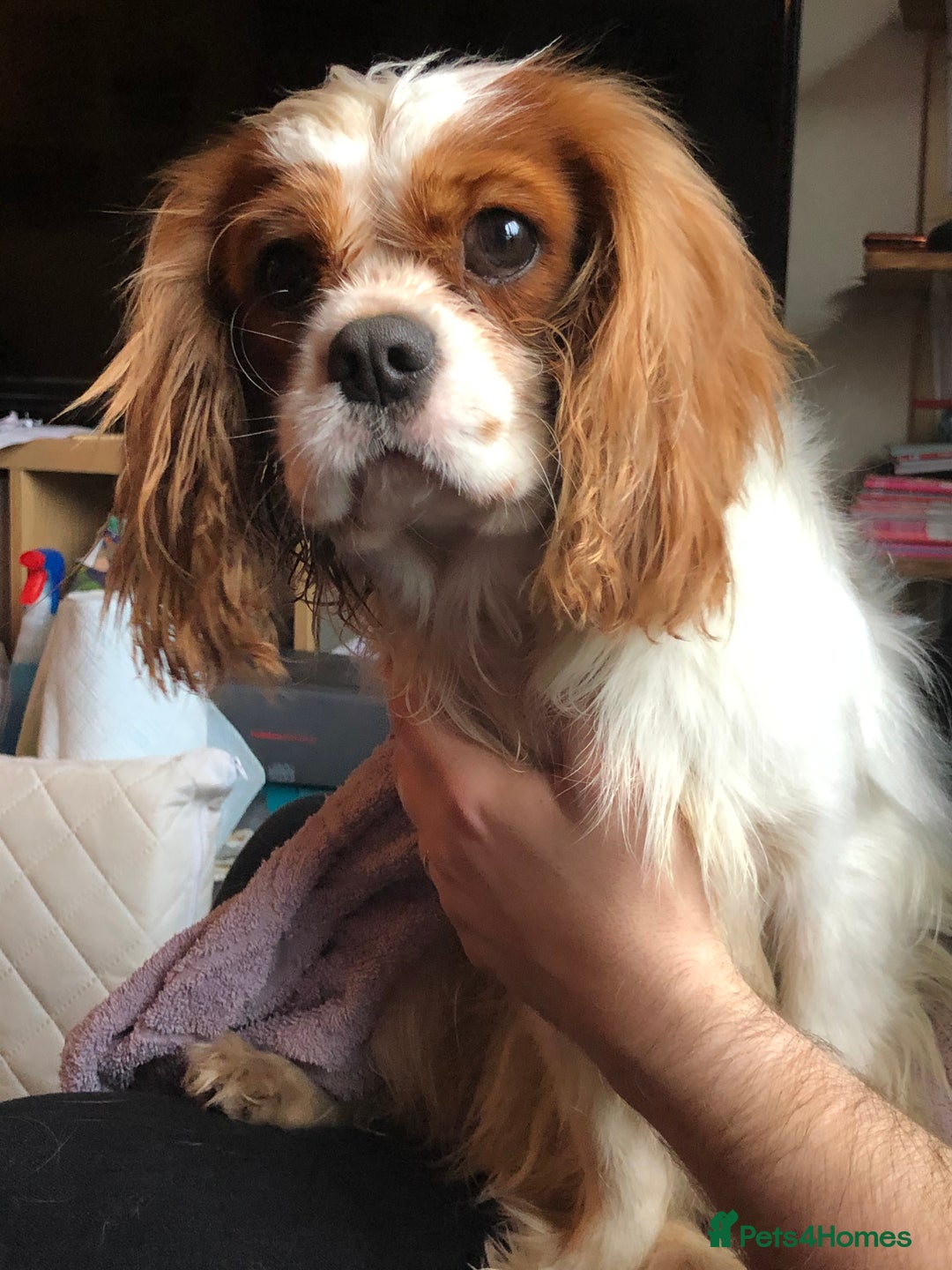 Cavalier King Charles Spaniel dogs for stud: Fully health tested proven Kc reg, multi gen clear in Wrexham - Image 3