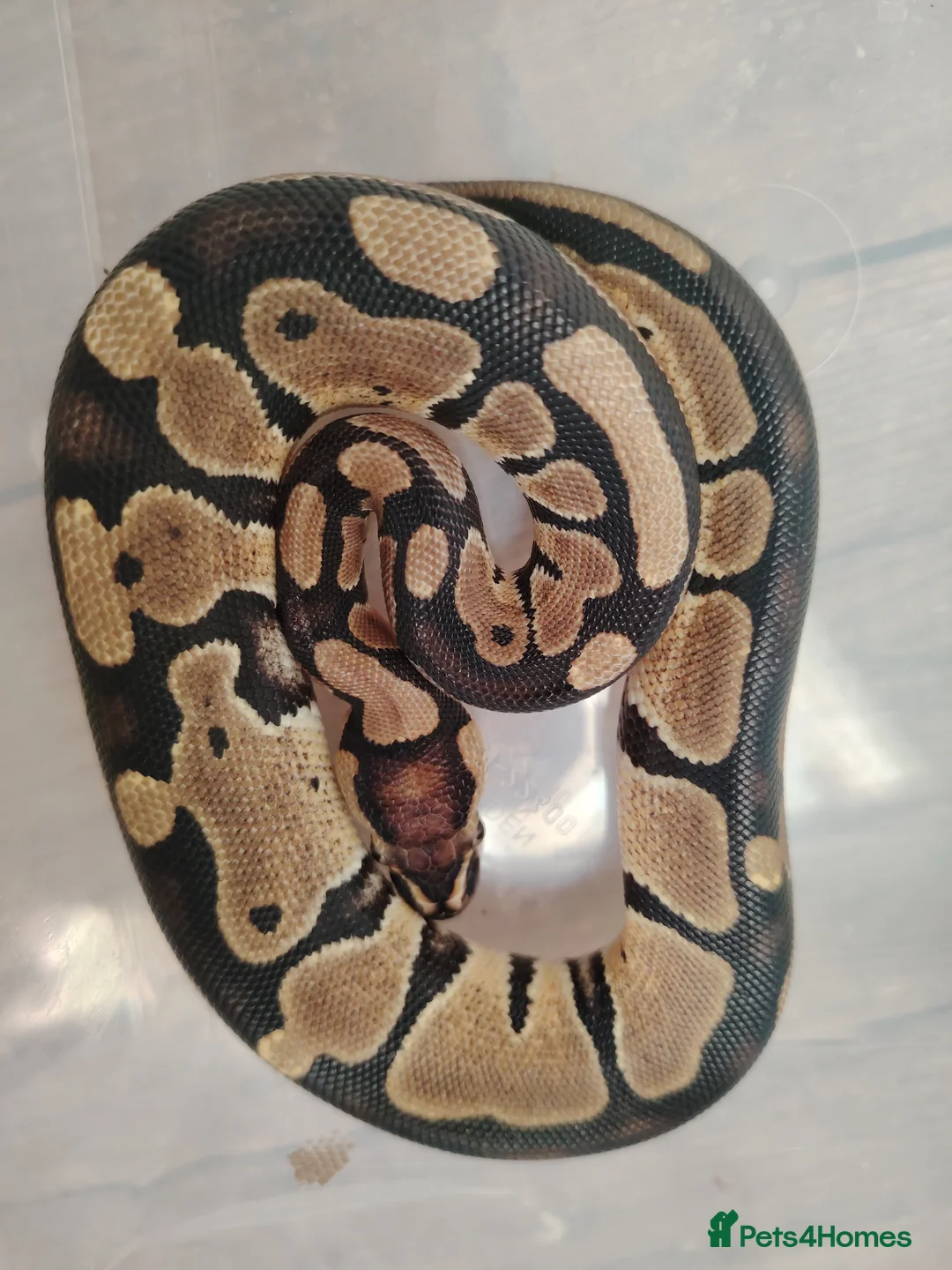 Python Snake reptiles for sale: Baby pythons for sale  - Advert 3