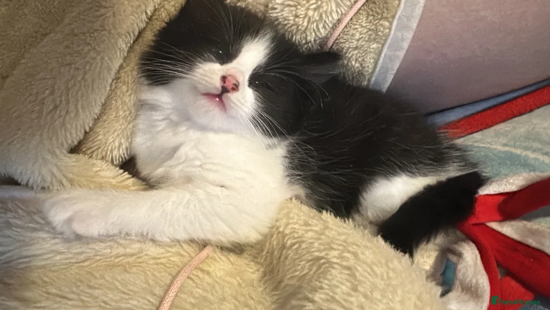 Asian cats for sale: Ragdoll cross kitten - Advert 5