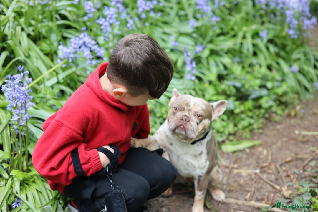 French Bulldog dogs for stud: VEGAS- new shade Isabella & tan Merle  in Southampton - Advert 8