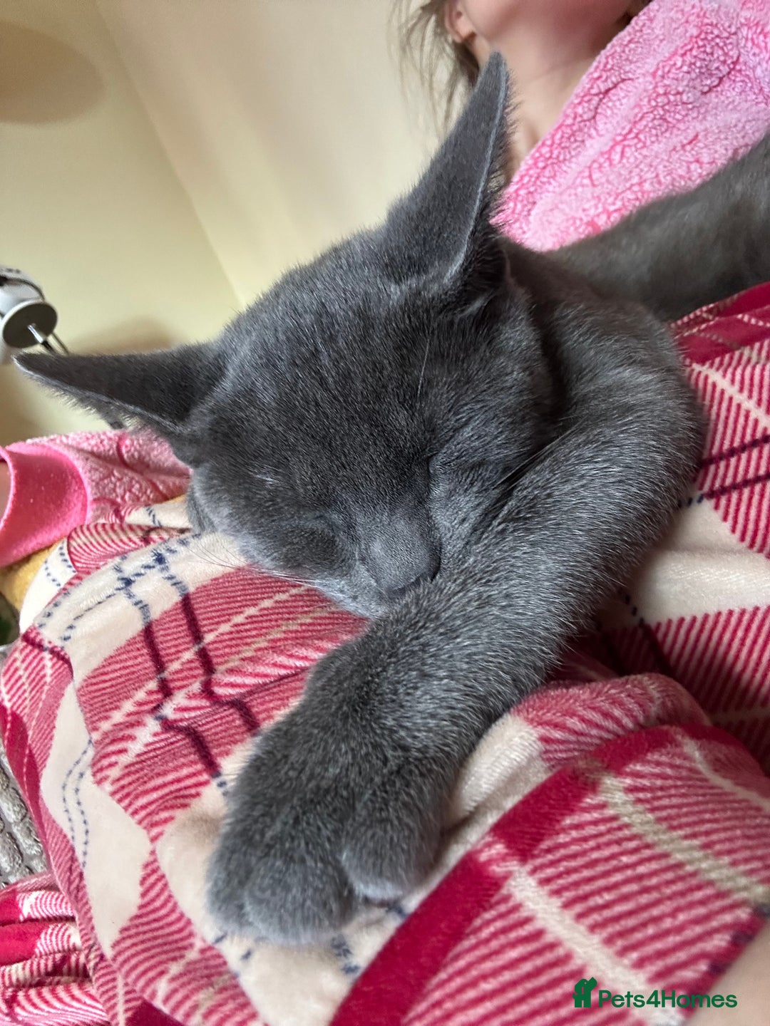 Mixed Breed cats for sale: Beautiful Kittens – One Grey Boy & Two girls - Image 8
