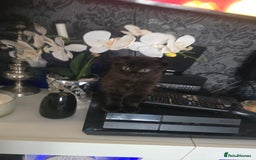 Mixed Breed cats for sale: 4 Beautiful kittens - Image 12