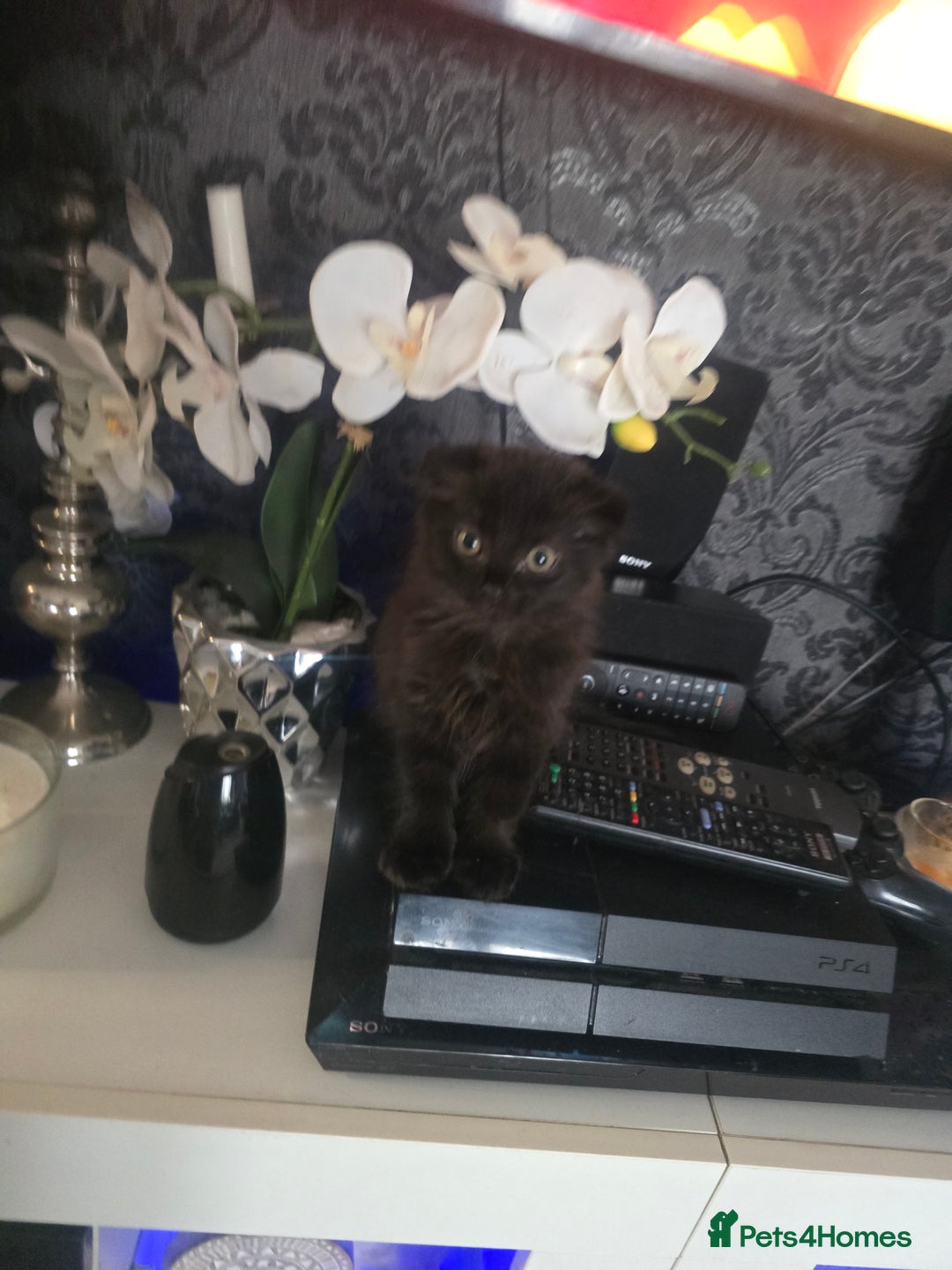 Mixed Breed cats for sale: 4 Beautiful kittens - Image 12
