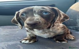 Miniature Dachshund dogs for stud: Miniature Male Dapple Dachshund available for STUD - Image 2