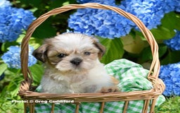 Shih Tzu dogs for sale: KC Shih Tzu REDUCED IN PRICE - Image 16
