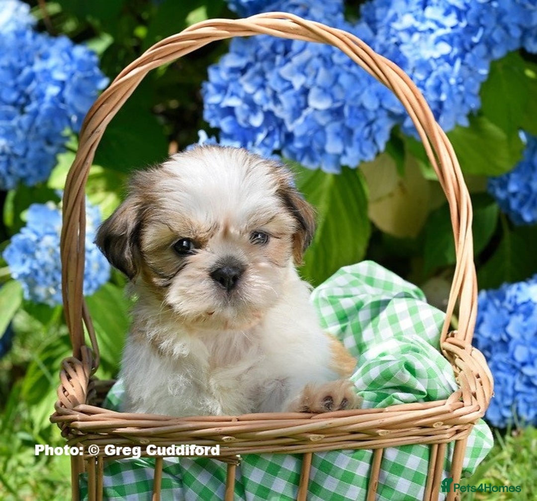 Shih Tzu dogs for sale: KC Shih Tzu REDUCED IN PRICE - Image 16