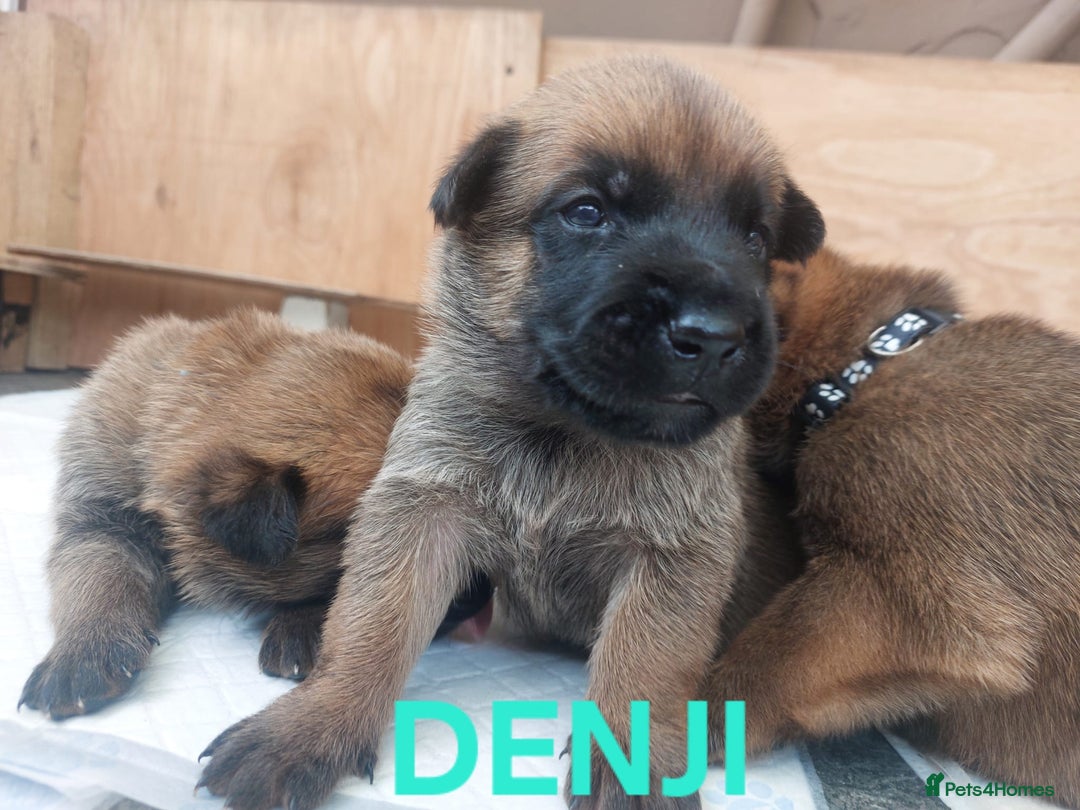 Belgian Shepherd Dog dogs for sale: PuppiesDWKC registered Working Line,Tested Parents - Image 11