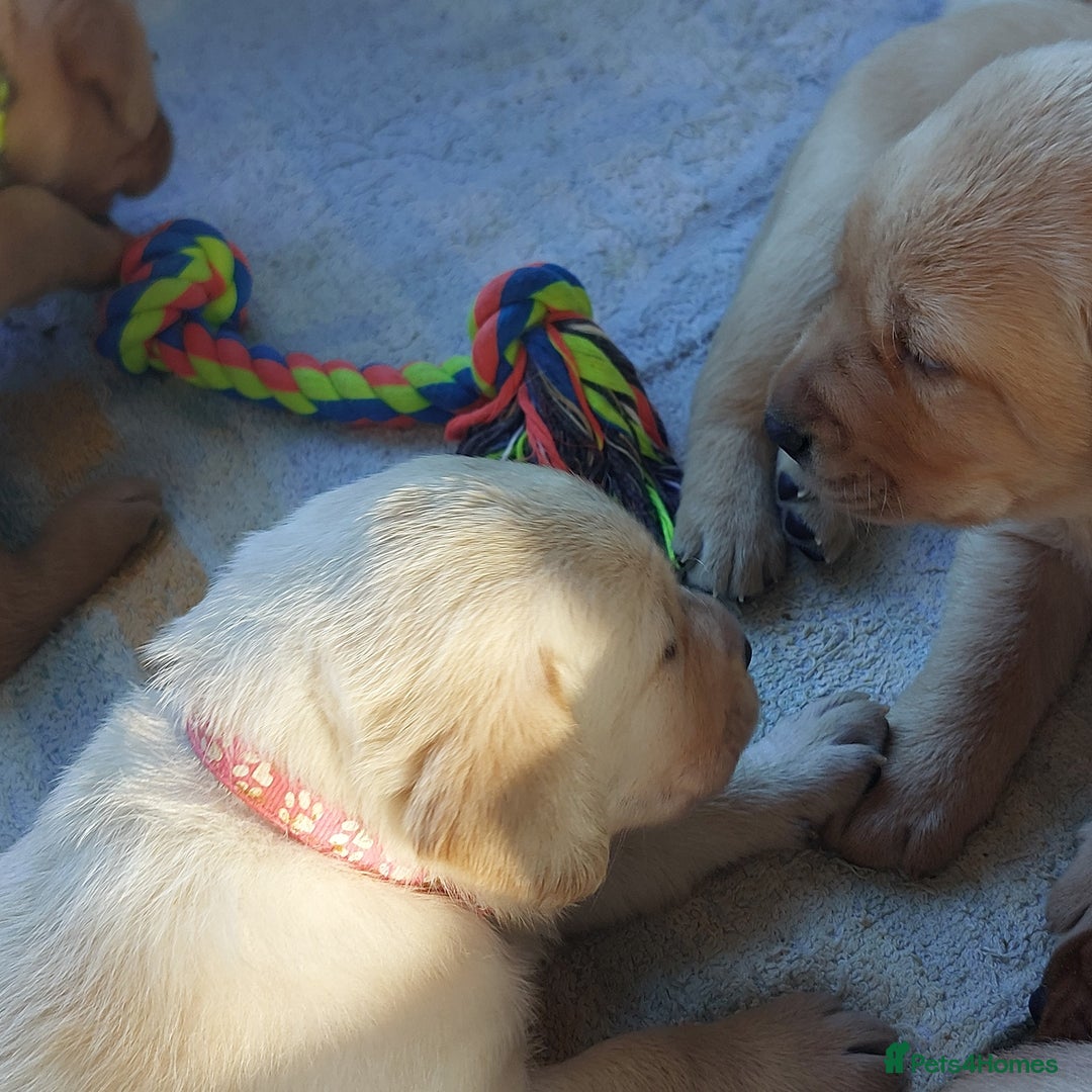 Labrador Retriever dogs for sale: Coco’s Labrador Puppies Seeking Loving Homes - Advert 33