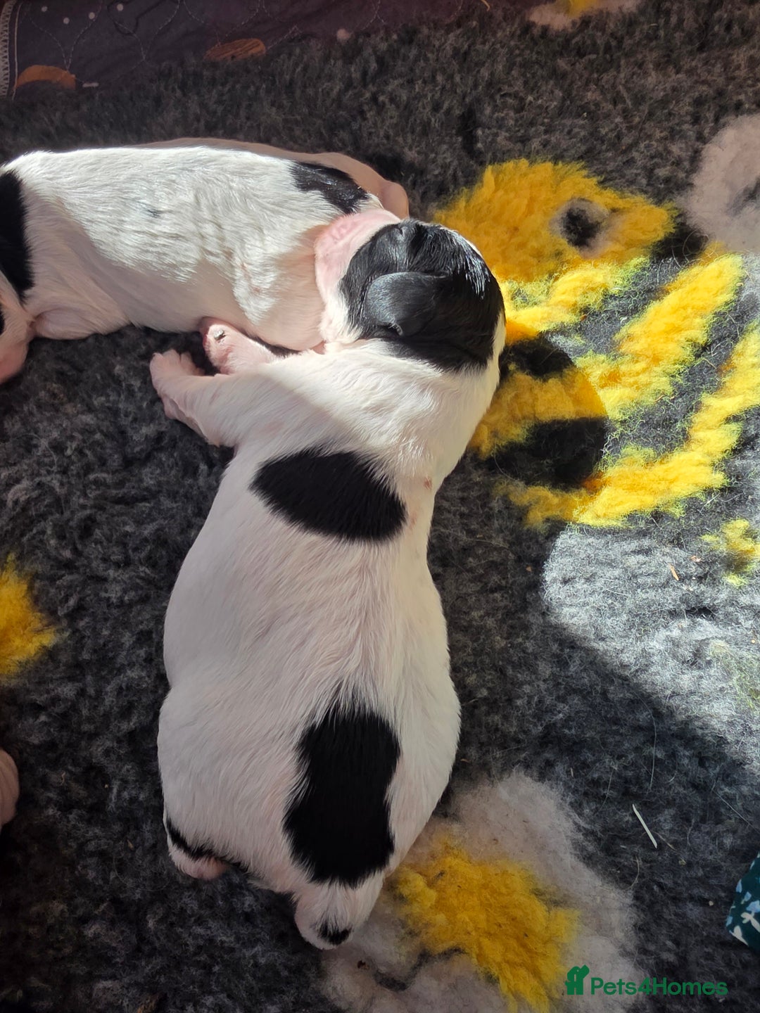 English Springer Spaniel dogs for sale: Springer pups  - Image 3
