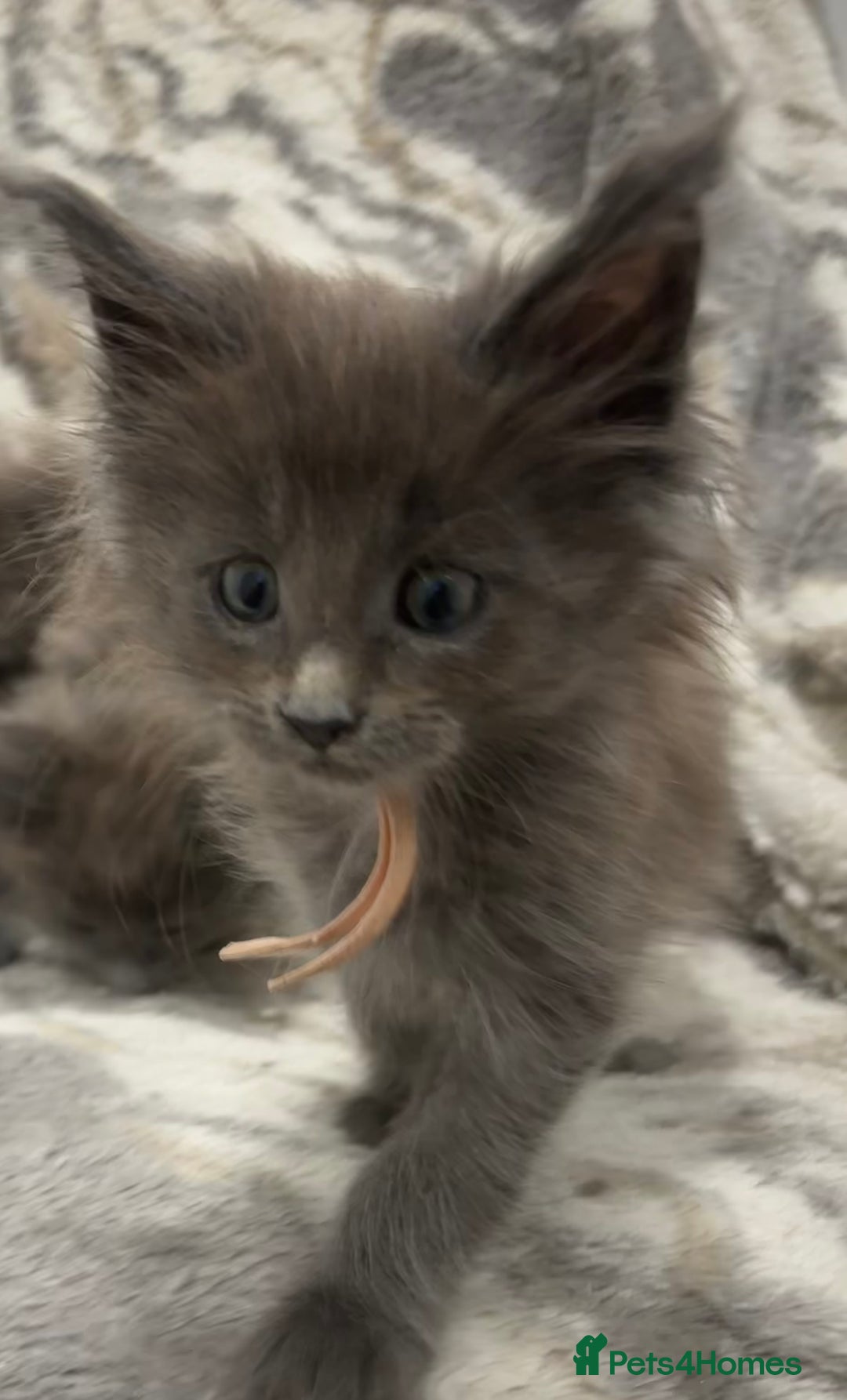 Maine Coon cats for sale: GCCF-Registered Maine Coon Kittens - Advert 3