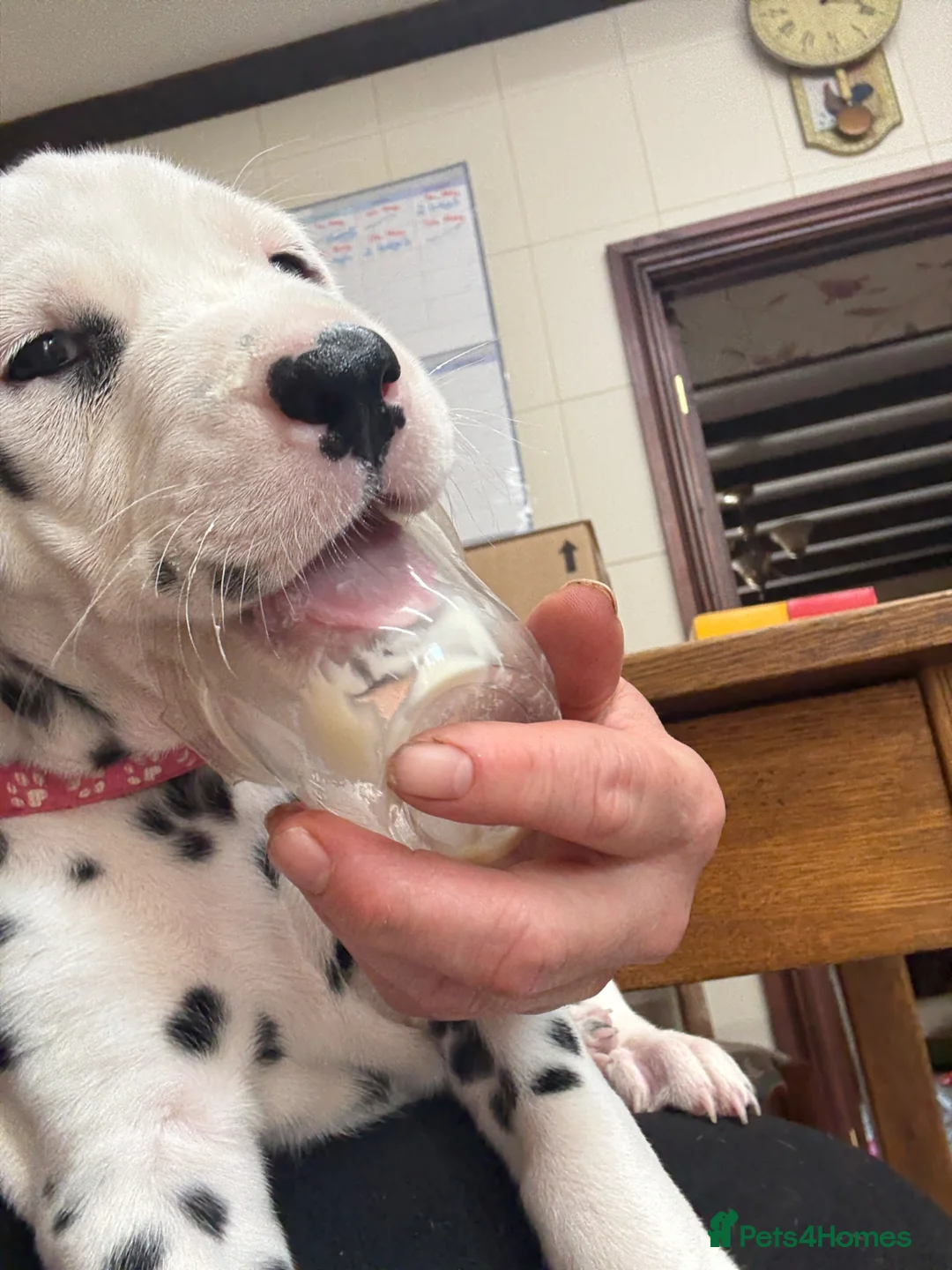 Dalmatian dogs for sale: Pedigree KC Registered Puppies - Advert 2