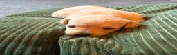 Doxiepoo dogs for sale: Doxiepoo puppies in Doncaster - Advert 9