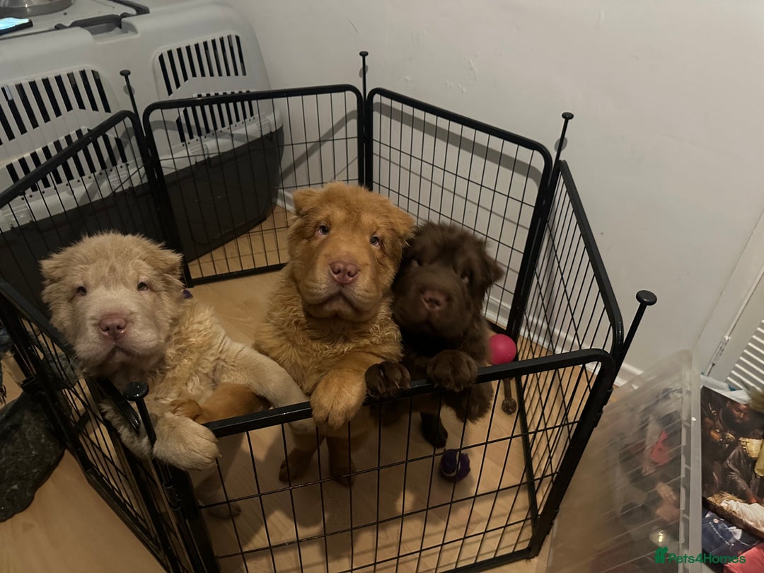 Shar Pei dogs for sale: Top quality bear coat sharpei  - Advert 38