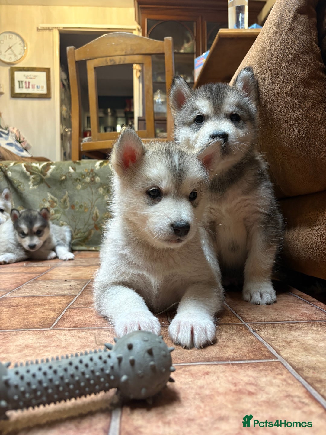 Alaskan Malamute dogs for sale: K.C registered Quality Alaskan Malamute puppies - Advert 23