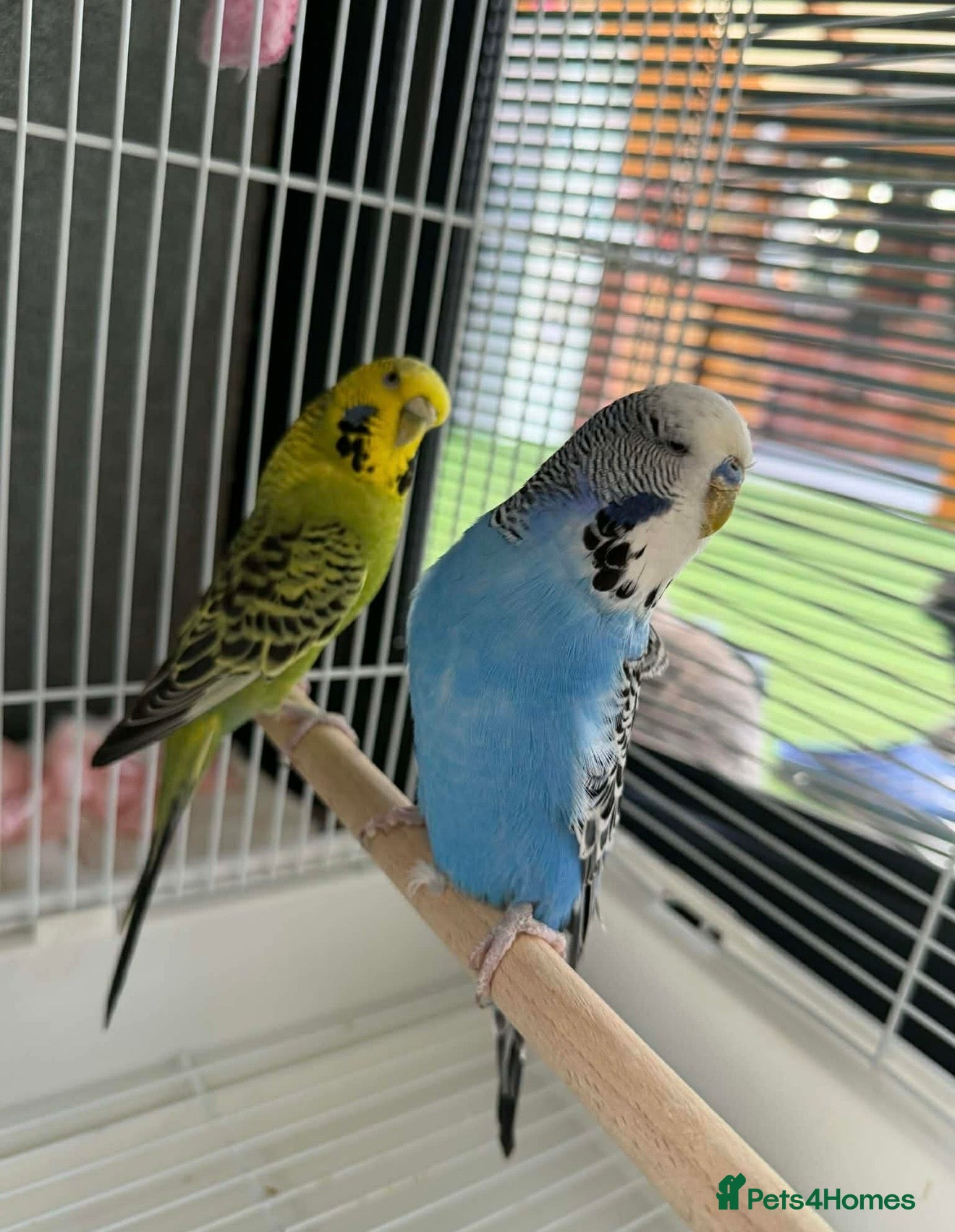 Budgerigars birds for sale: 2 Adults  - Advert 2