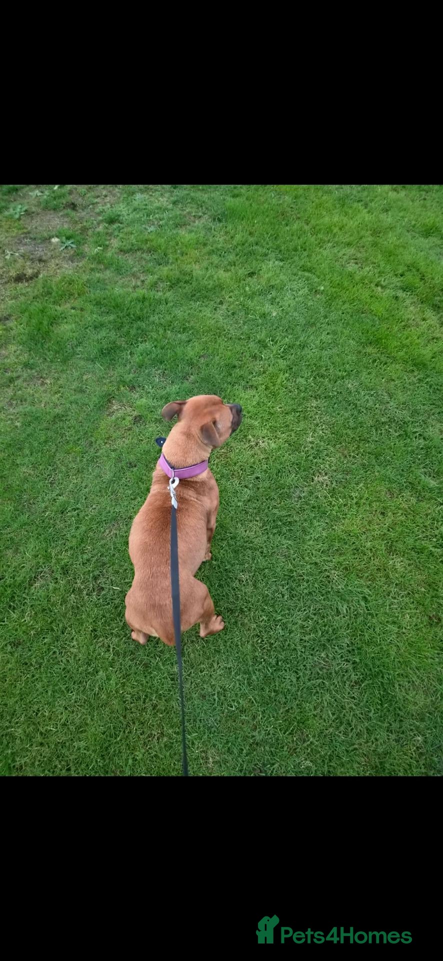Staffordshire Bull Terrier dogs for sale: Red Staffordshire bull terrier puppies for sale - Advert 2