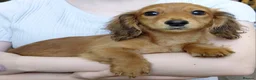 Miniature Dachshund dogs for sale: ✨️Beautiful Longhaired Minis✨️Lovely Temperments✨️ - Advert 24