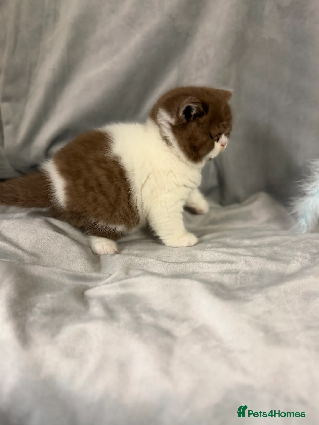 British Shorthair cats for sale: Full Pedigree Registered BSH  - Advert 23