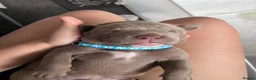 Mixed Breed dogs for sale: OLDE STAFF ENGLISH BULLDOGGE - Advert 12