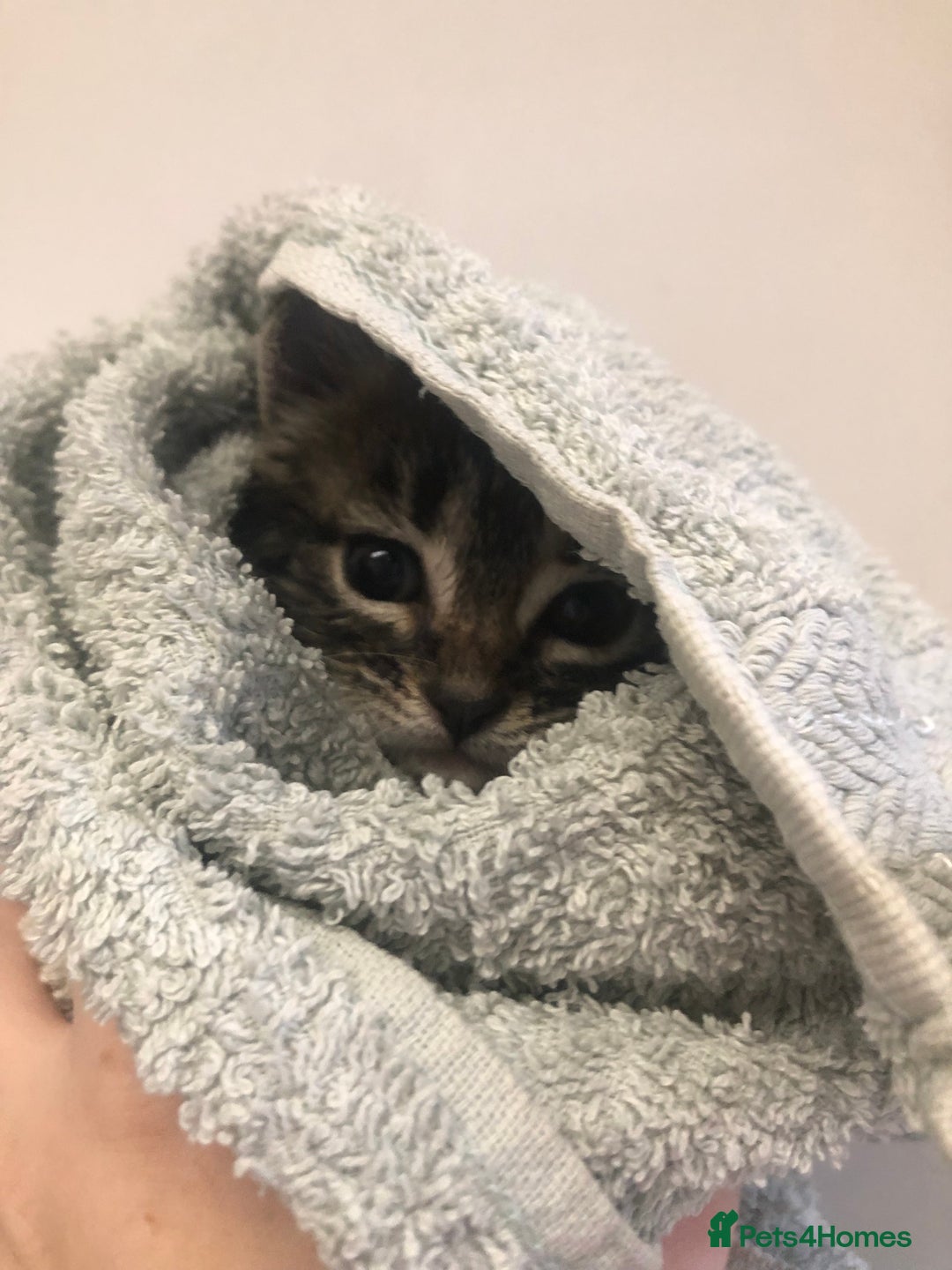 Mixed Breed cats for sale: 3 Beautiful Kittens - Advert 10