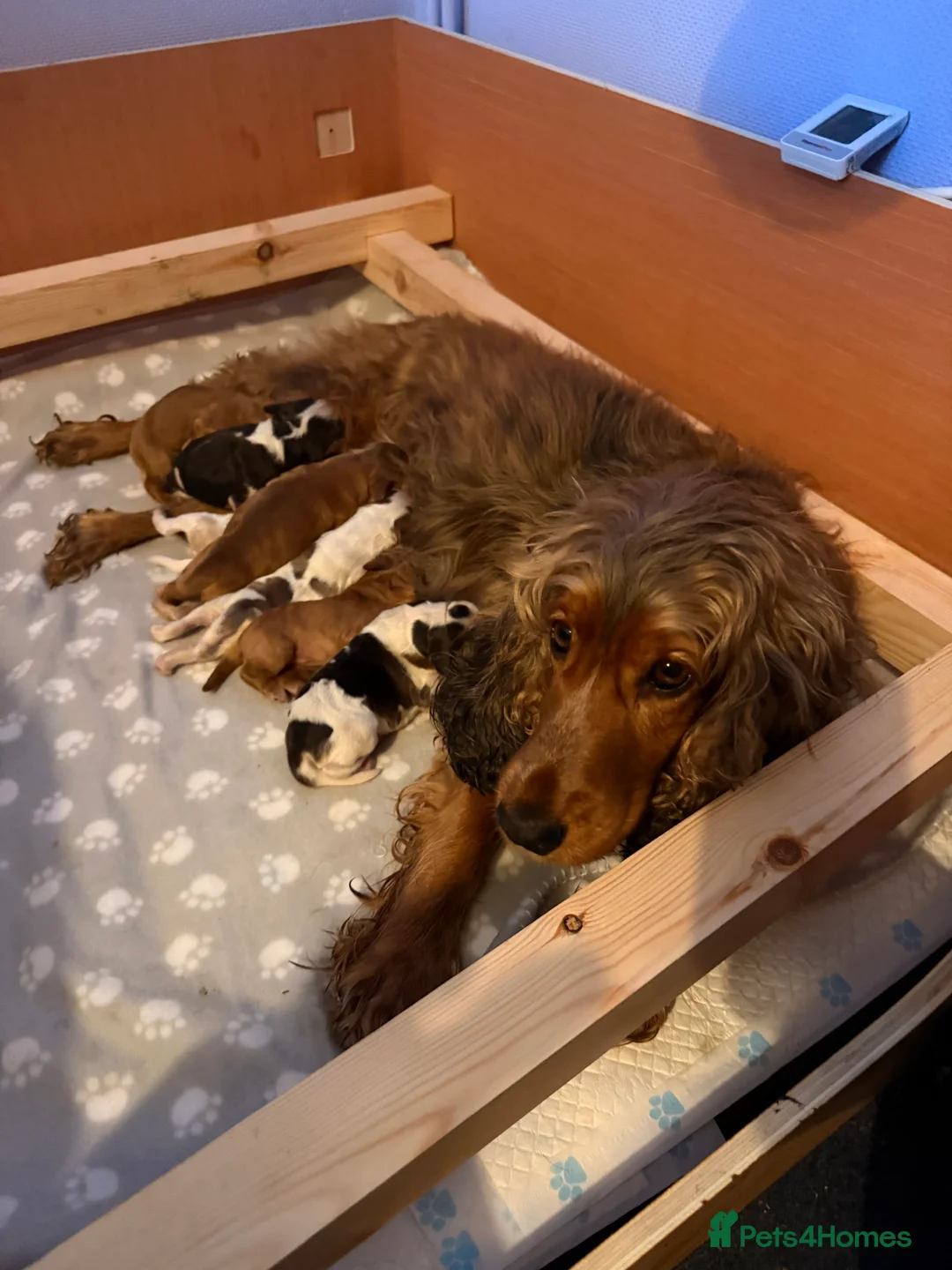Cocker Spaniel dogs for sale: 5 Stunning Show Cocker Spaniel Pups  - Advert 7