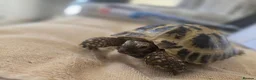 Tortoise reptiles for sale: Albert the horsefield - Advert 7