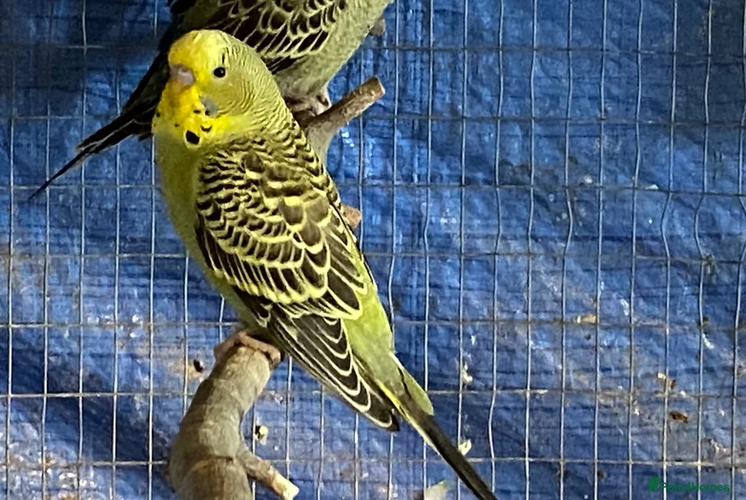 Budgerigars birds for sale: Baby budgies  - Advert 15