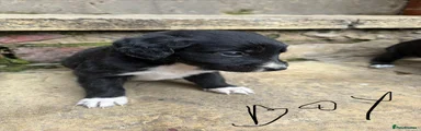 Lurcher 1