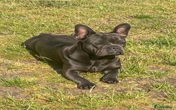 French Bulldog dogs for sale: 10 month Male French bulldog.  - Image 7
