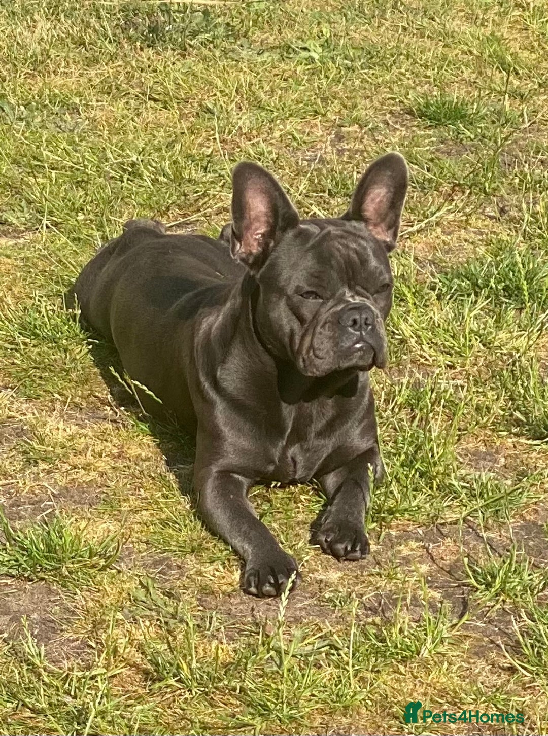 French Bulldog dogs for sale: 10 month Male French bulldog.  - Image 7
