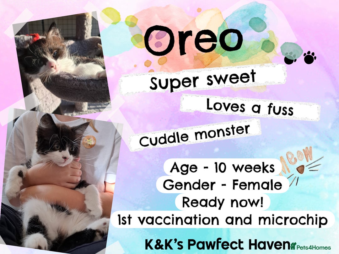 Domestic Shorthair cats for sale: Kittens and cats for adoption.  - Image 14