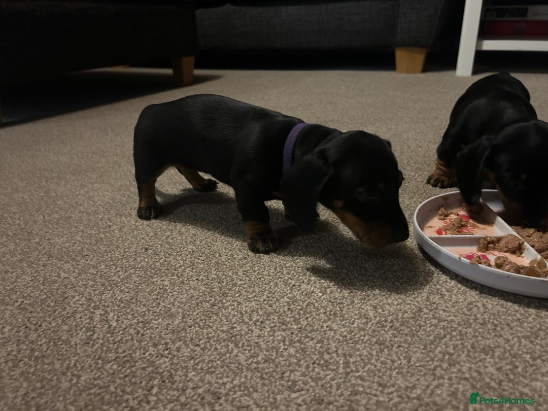 Miniature Dachshund dogs for sale: Little Legs, Big Hearts, Miniature Dachshunds x - Image 17