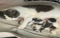 Mixed Breed cats for sale: We are all looking for homes soon - Image 8
