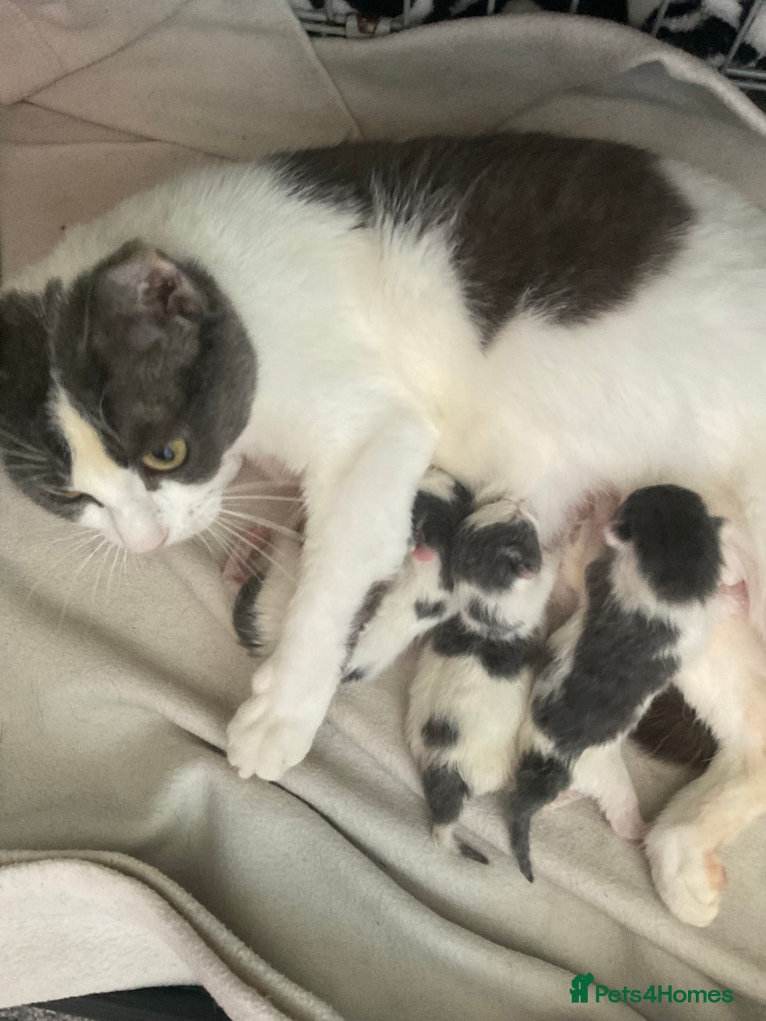 Mixed Breed cats for sale: We are all looking for homes soon - Image 8