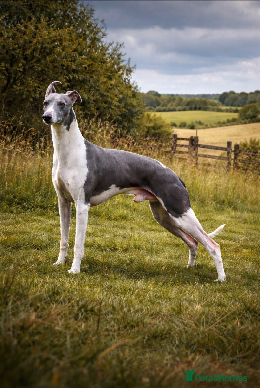 Mixed Breed dogs for sale: Labrador x whippet - Advert 7