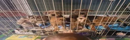 Mixed Breed dogs for sale: Staffy cross blue blooded bulldog puppies - Advert 9