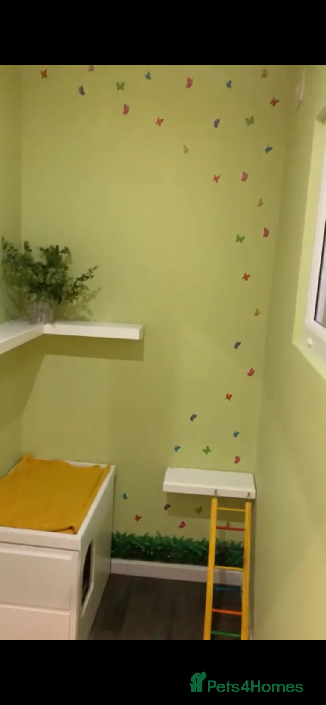 Mixed Breed cats for stud: 100% Proven studs available in Brighouse - Advert 6