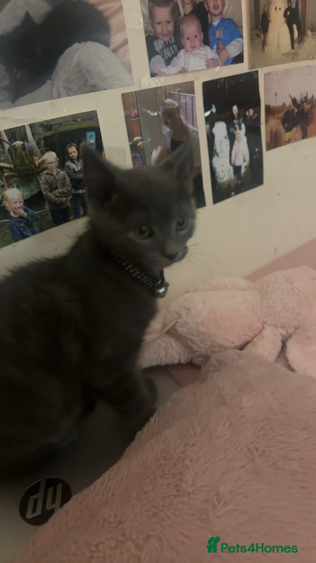 Mixed Breed cats for sale: Mix breed Maine coon kittys  - Advert 2