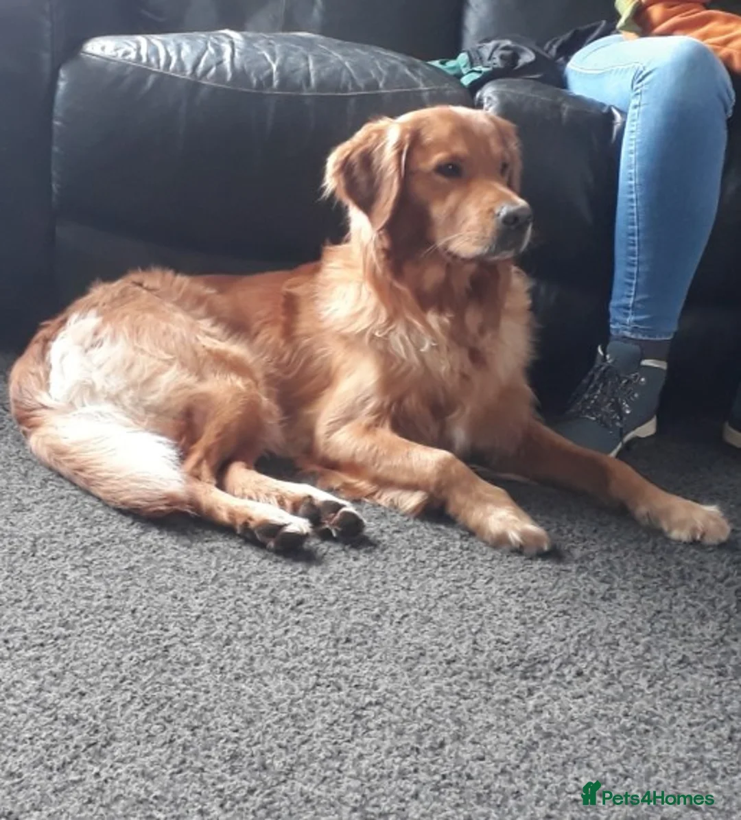 Golden Retriever dogs for stud: For stud in Scotland, excellent health scores in Glenrothes - Advert 5