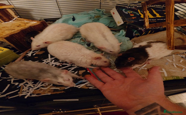 Rat rodents - Advert 5