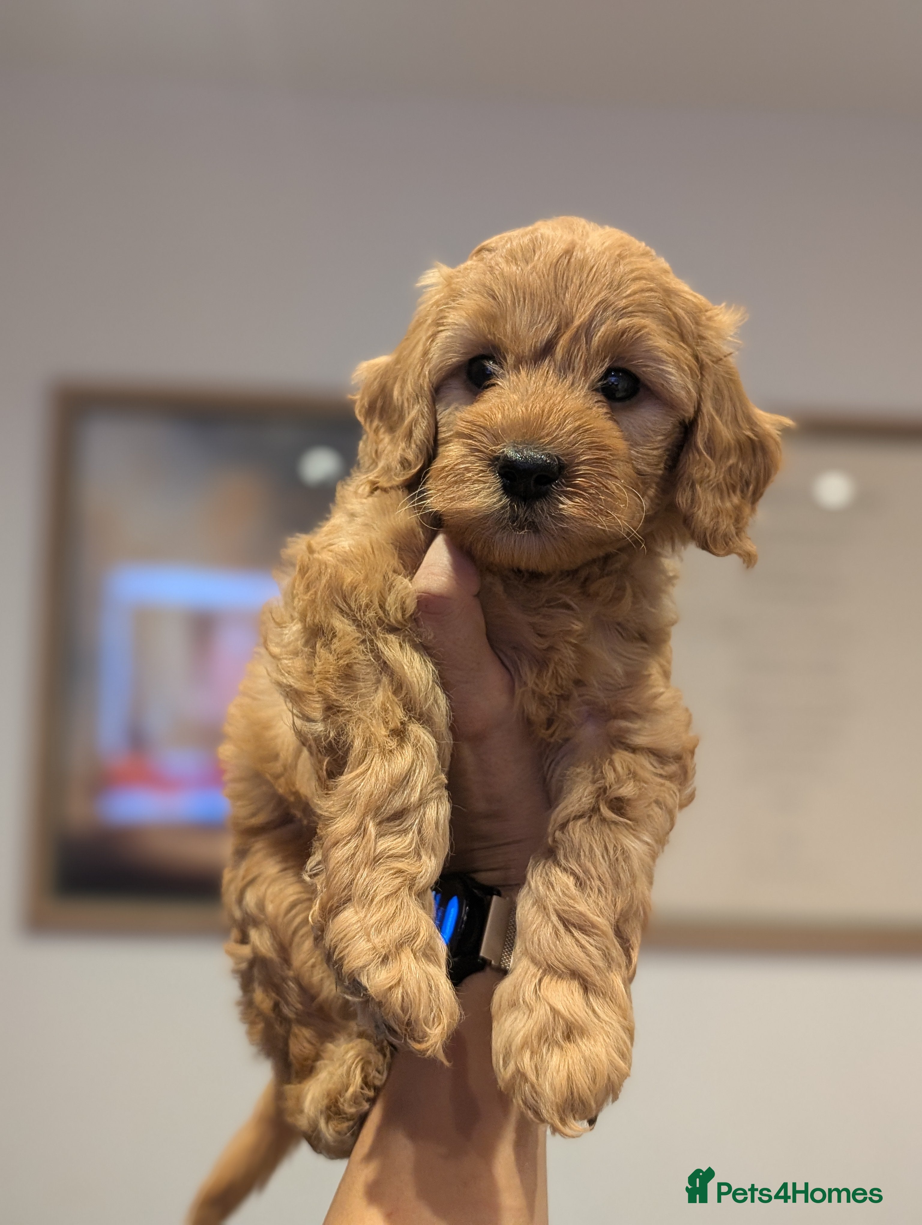 Goldendoodle dogs 1 GIRL LEFT! F1BB Miniature goldendoodle puppies   - Advert 1